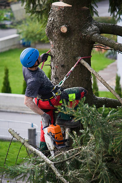 Trusted Plano, IL Tree Services Experts