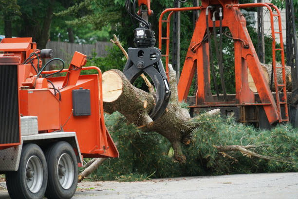 Best Tree Removal  in Plano, IL